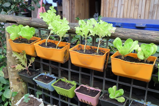 lettuce growing in color pots
