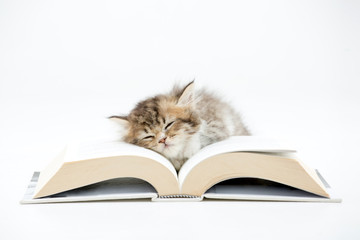 Little Persian kitten sleeping on a book