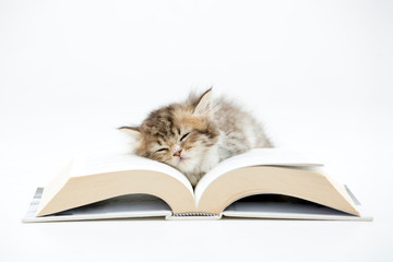 Little Persian kitten sleeping on a book © RedcupStudio