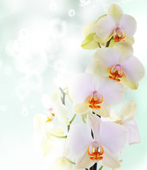 Fototapeta na wymiar Orchid flowers on abstract background