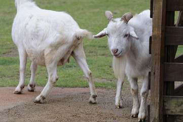 Obraz premium 山羊のポートレート