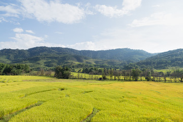 Obraz premium Rice farm on the mountain