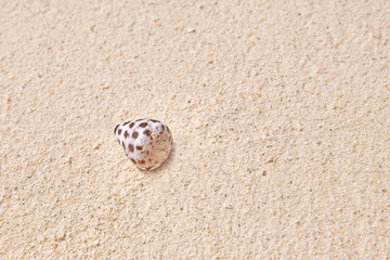 Seashells on the sand in a tropical island, Maldives.
