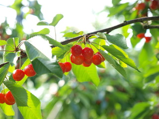 Satonishiki,most popular Cherry in Japan