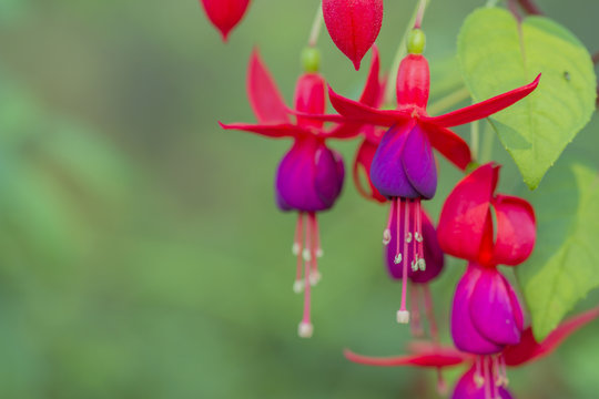 Bunch of blossoming fuchsia on a natural background.