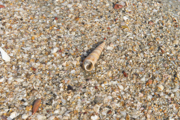 Sea shells on sand