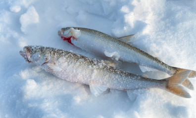 Two Fish Smelt lying in the snow.