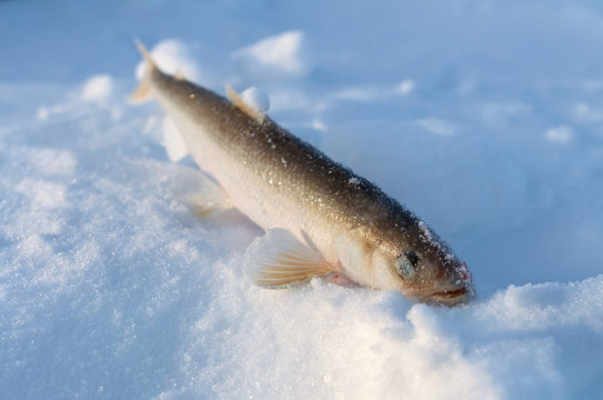Smelt fish lying belly-up in the snow