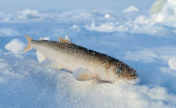 Smelt fish lying belly-up in the snow