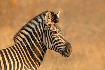 Portrait of a Plains (Burchells) Zebra (Equus burchelli), South Africa. - obrazy, fototapety, plakaty