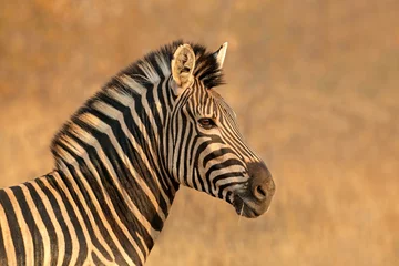 Afwasbaar Fotobehang Zebra Portrait of a Plains (Burchells) Zebra (Equus burchelli), South Africa.