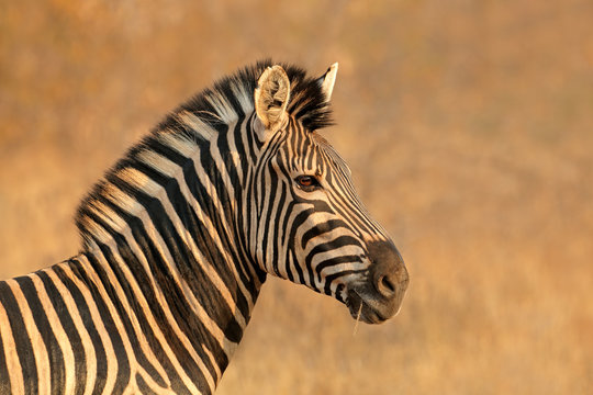 Fototapeta Portrait of a Plains (Burchells) Zebra (Equus burchelli), South Africa.