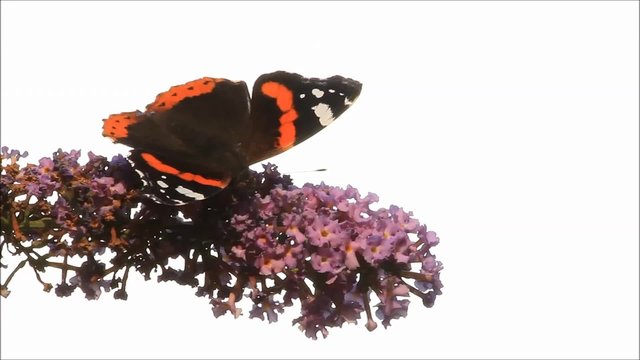 buterfly Admiral on purple flower