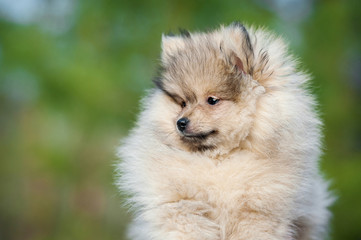 Portrait of pomeranian spitz puppy