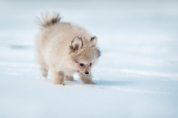 Pomeranian spitz puppy walking outdoors in winter