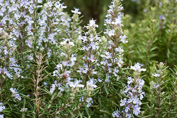  Rosemary in full bloom

