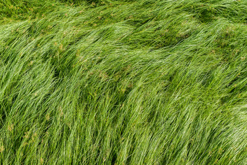 Nut grass, Purple nutsedge, Nutsedge, Cocograss