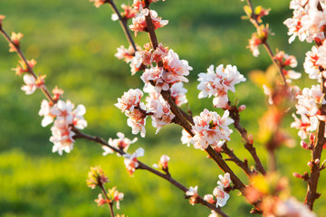 Blossoming cherry tree
