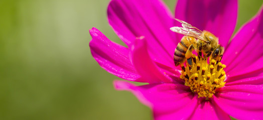 Honey Bee, Bee