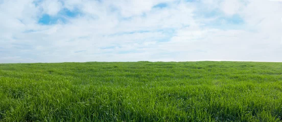 Fotobehang Platteland Panoramisch uitzicht op een groen veld met gras