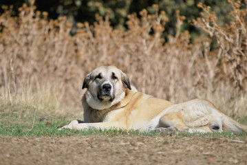 Spanish mastin dog looking at the camera while lying on the grou