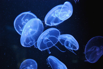 Transparent jellyfishes floating in aquarium