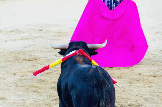 Bull with nailed banderillas looks the bullfighter's cape