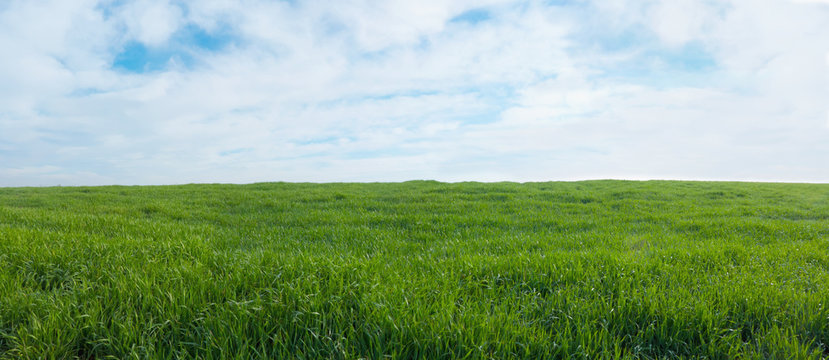 Fototapeta Panoramic view of a green field with grass