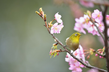 河津桜とメジロ