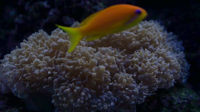 moving coral and orange fish