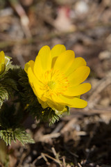 フクジュソウ（福寿草）