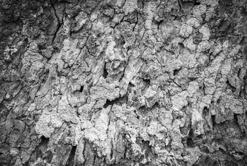 wood bark background