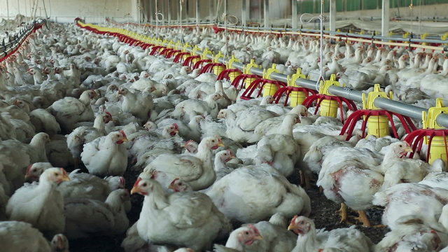 Intensive factory farming of chickens in broiler houses,South Africa
