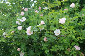 Pink dog-rose bush 