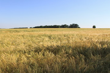 Fototapeta na wymiar Field of wheat 