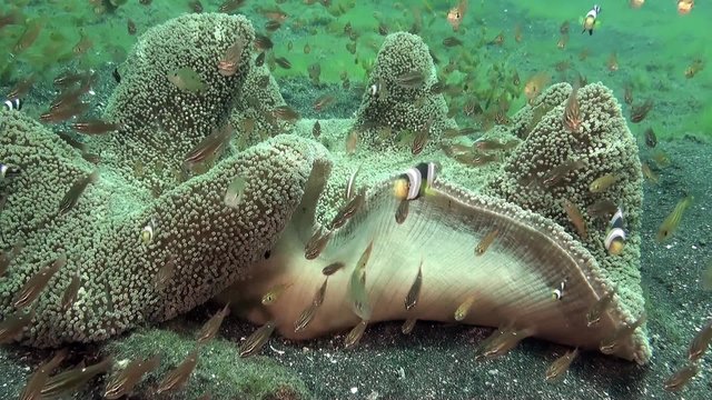 Carpet anemone Stichodactyla haddoni – habitat for many fish