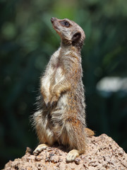 Fototapeta premium meerkat