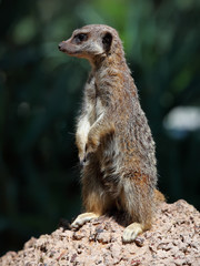 meerkat