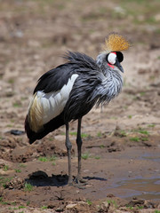 Grey Crowned Crane (Balearica regulorum)