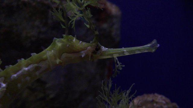 Haliichthys taeniophorus the Ribboned pipefish close-up