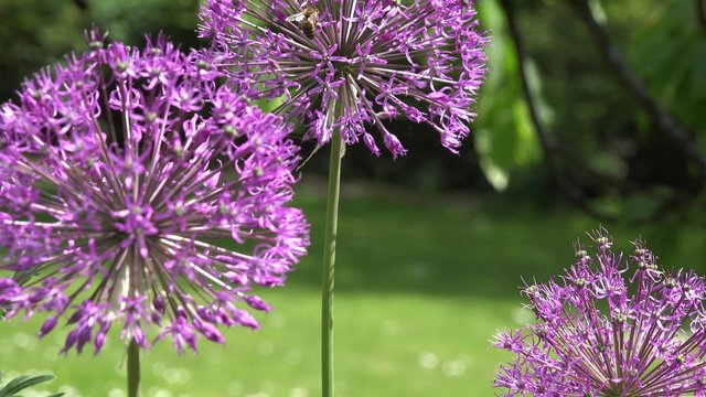 decorative garlic allium flower blooms move in wind and bee gather pollen. Static focus change shot. 4K
