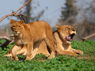 Lioness And Young Lion