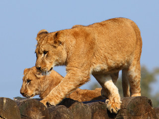 Lion cubs