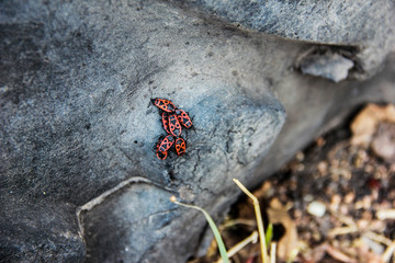 red insect