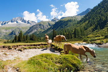Horses in National Park of Adamello Brenta - Italy / Herd of horses wading the Chiese river in the...
