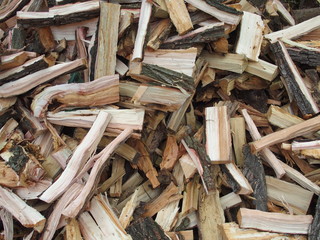 切られた枯れ木