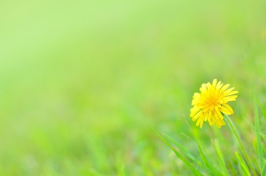 草原に咲くタンポポ
