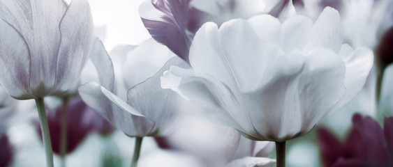 Fototapeta premium przyciemniane tulipany koncepcja