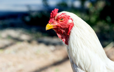 head of white chicken looking camera