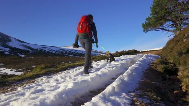 A hiker and their dog walking towards the summit of Geal Charn Mor from Lynwilg near the Cairngorms in the Scottish Highlands.